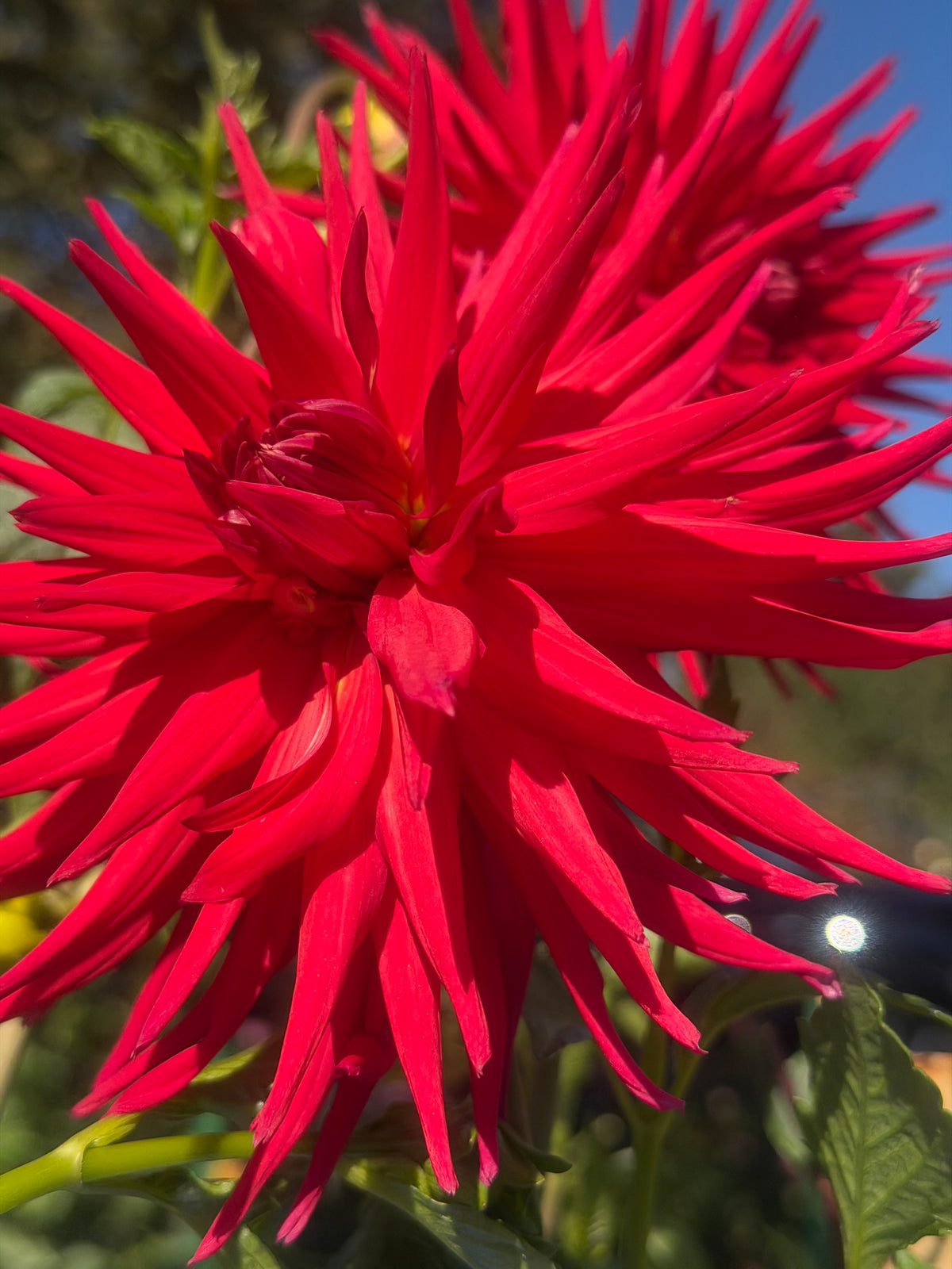 AC Riley Dahlia