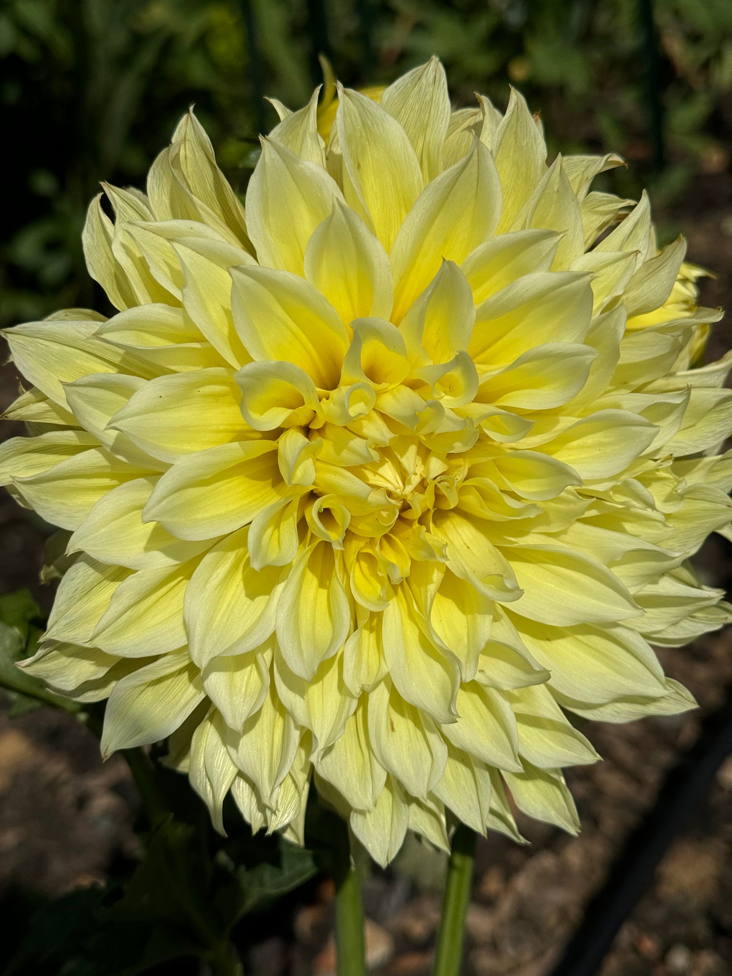 Scotty K. Dahlia