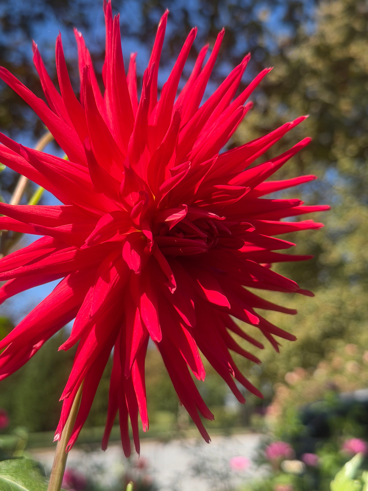 AC Riley Dahlia