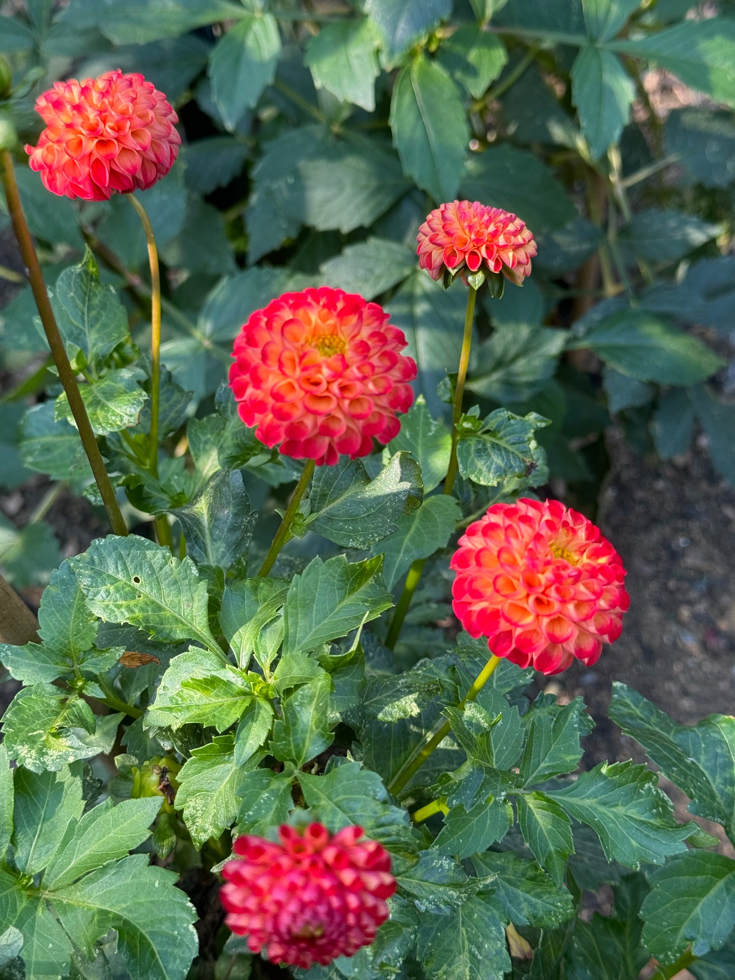 Irish Glow Dahlia