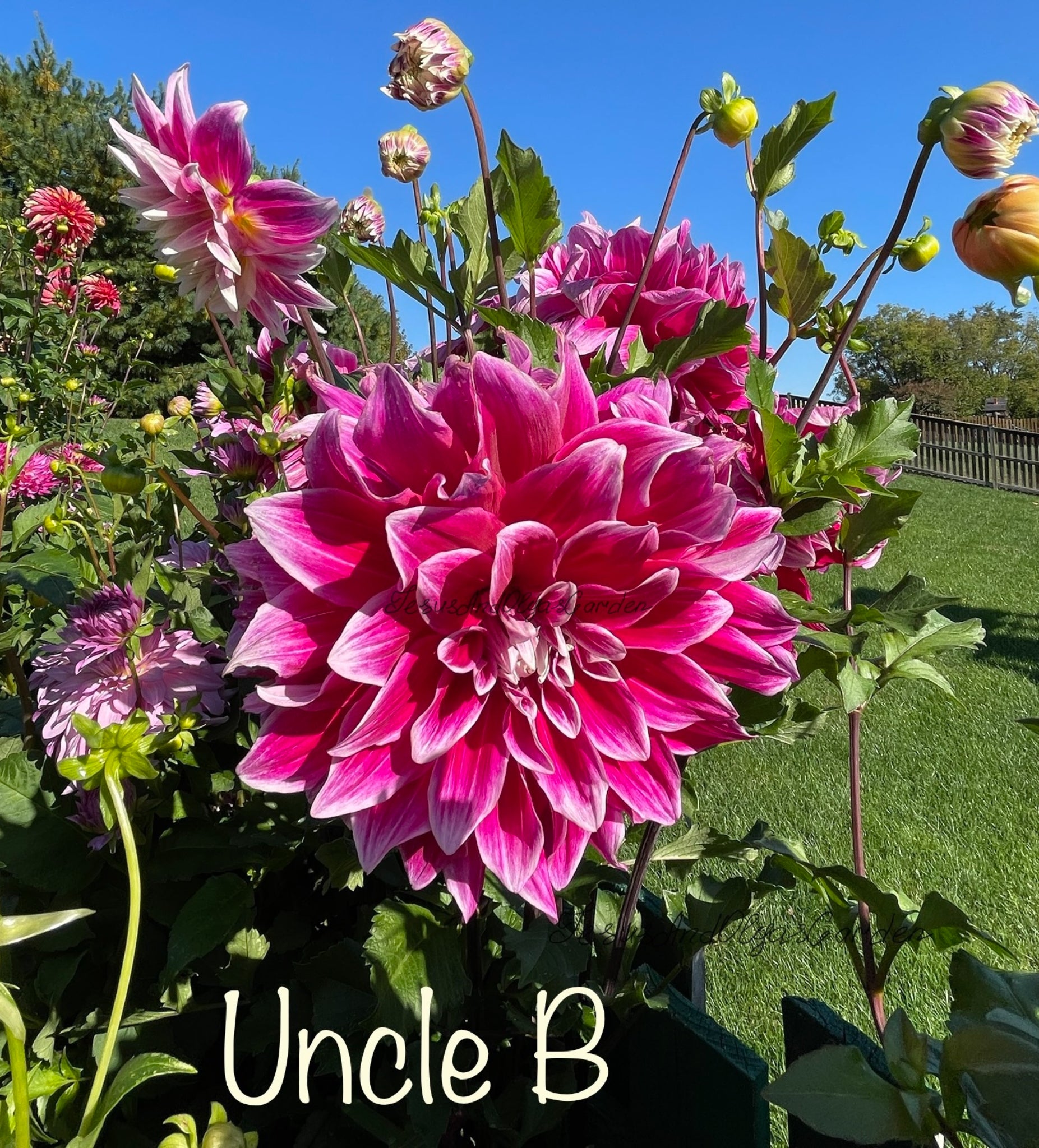 Uncle B Dahlia – Draginas Dahlias