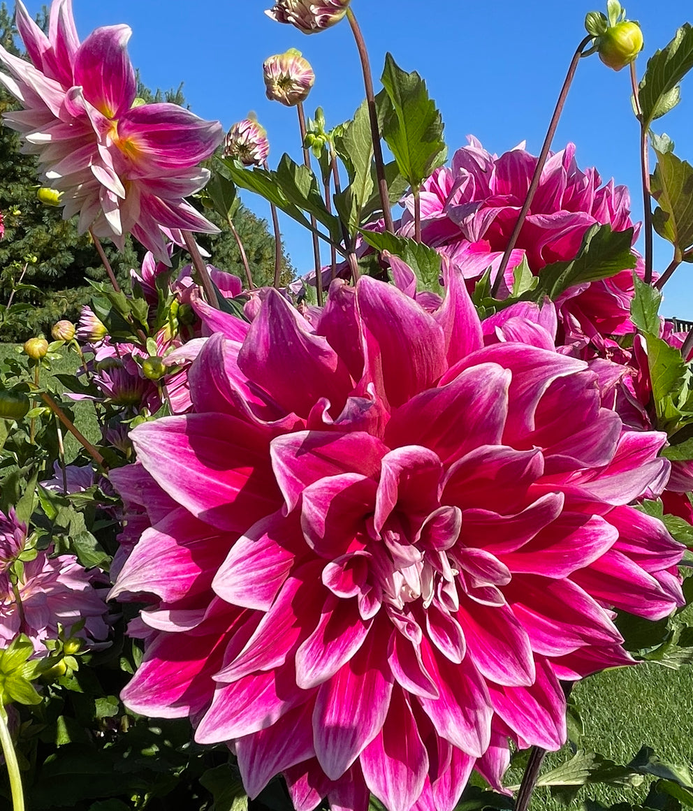 Uncle B Dahlia – Draginas Dahlias