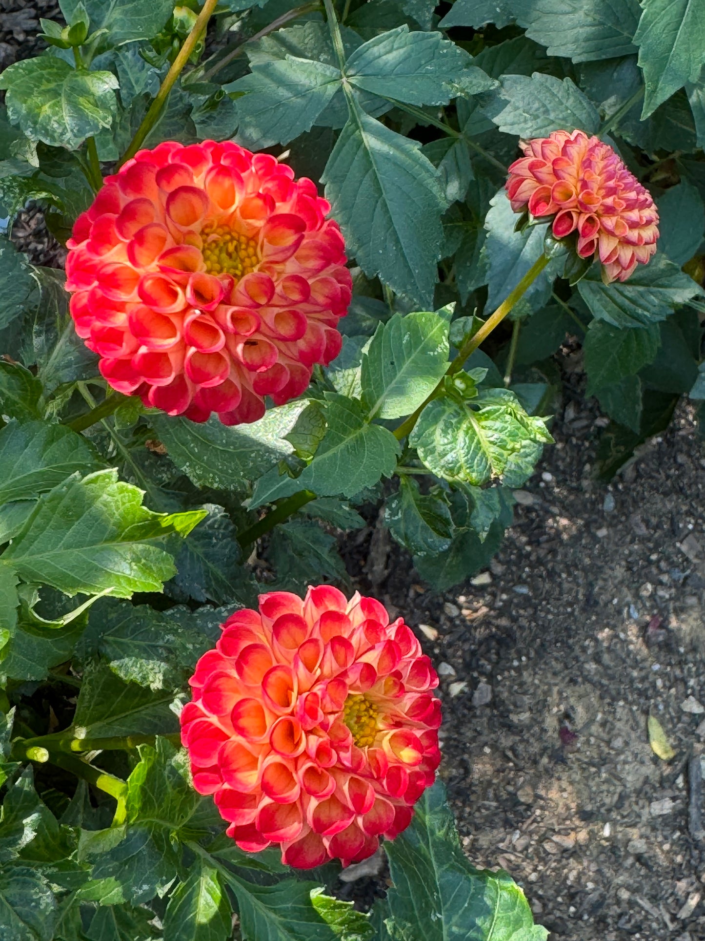 Irish Glow Dahlia