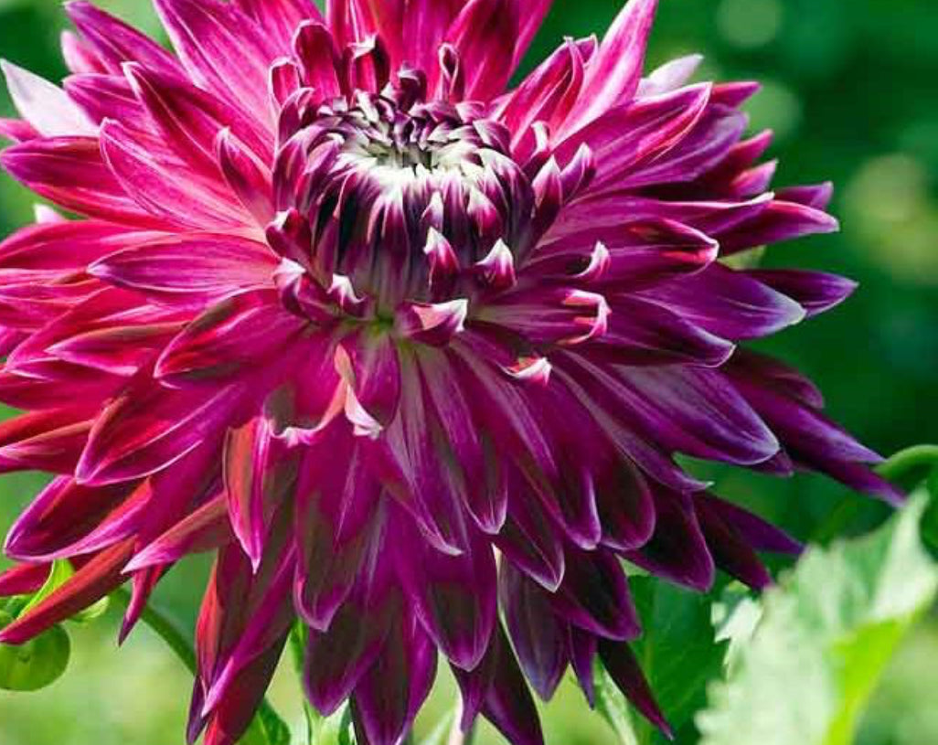 Vancouver Dahlia