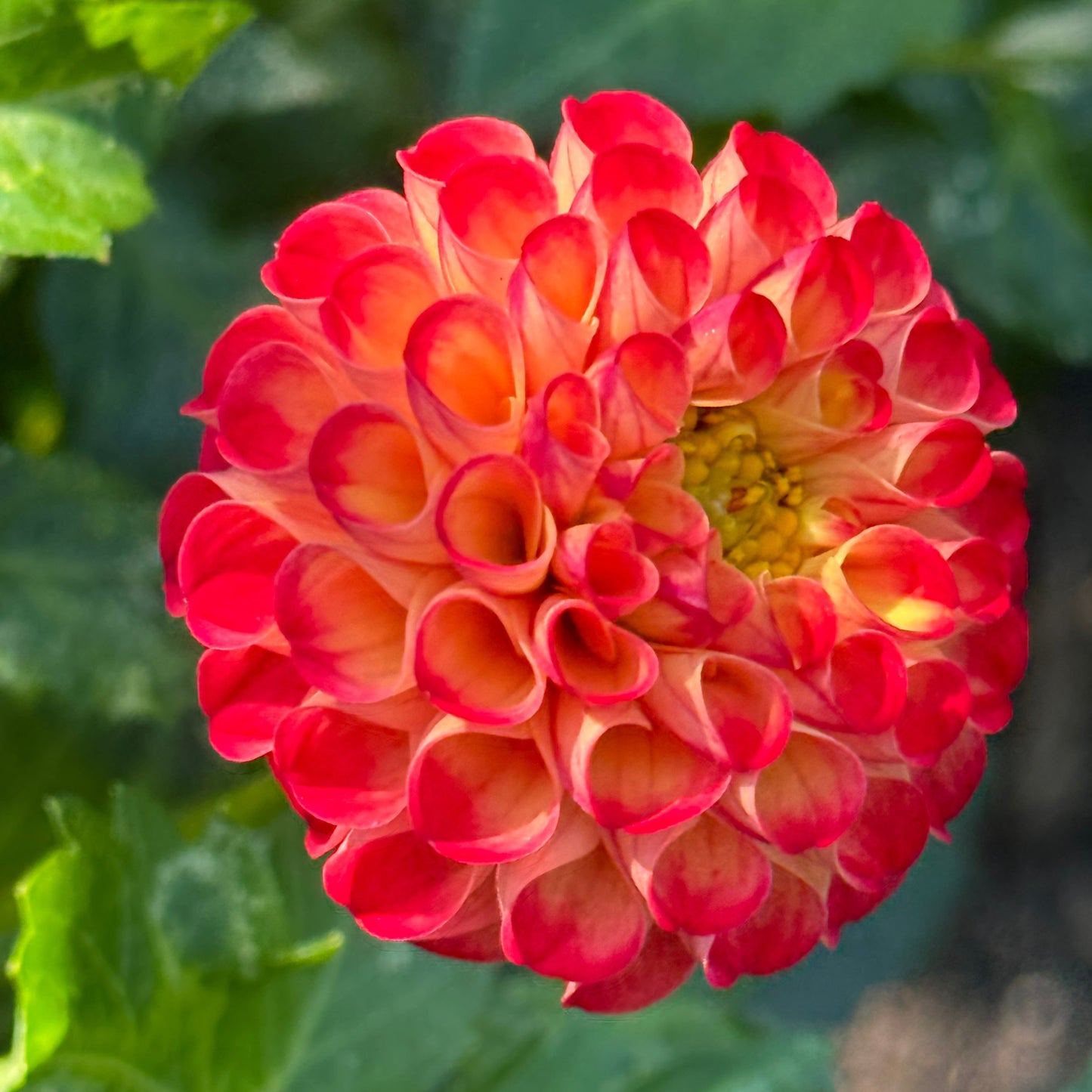 Irish Glow Dahlia