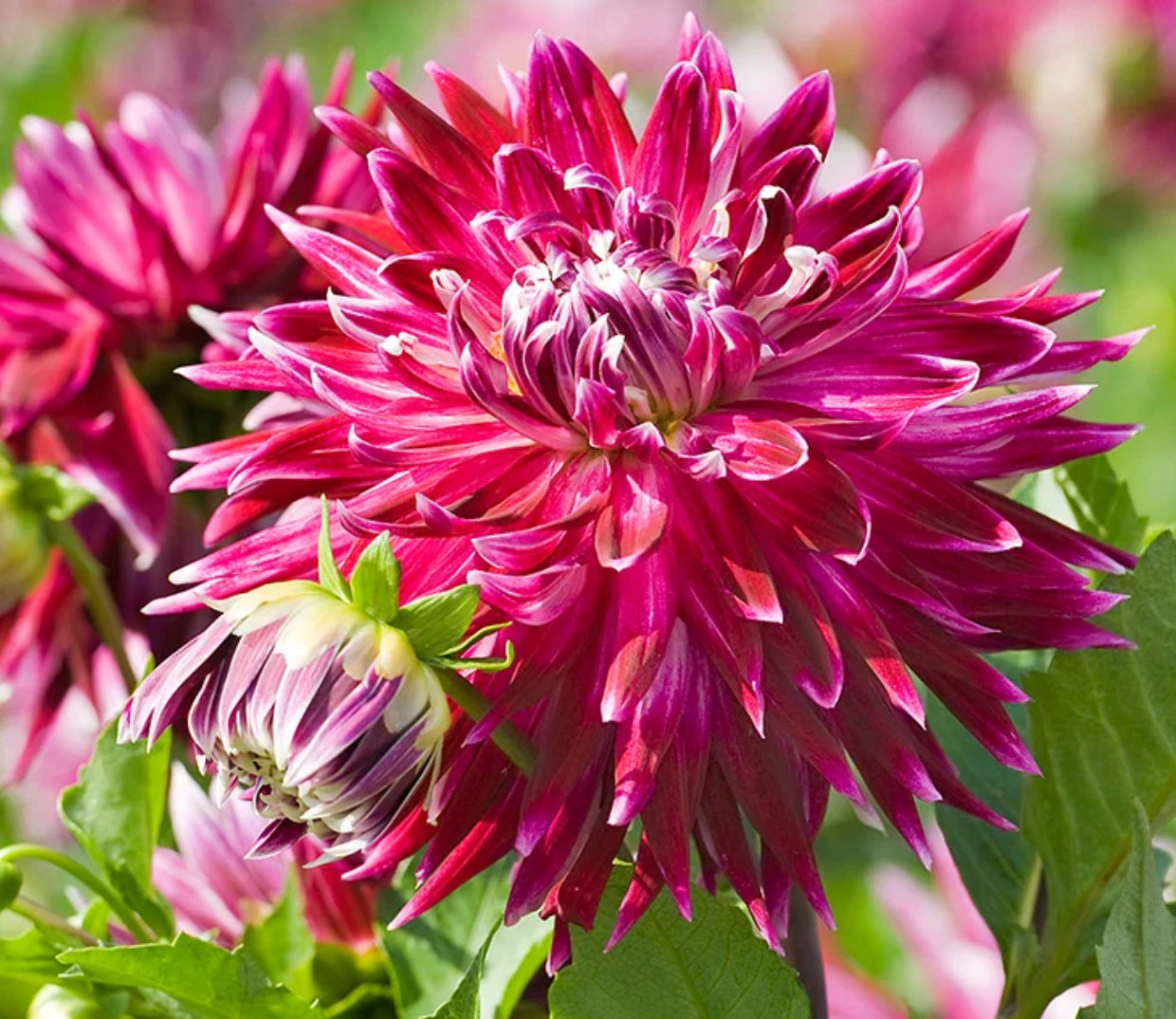 Vancouver Dahlia