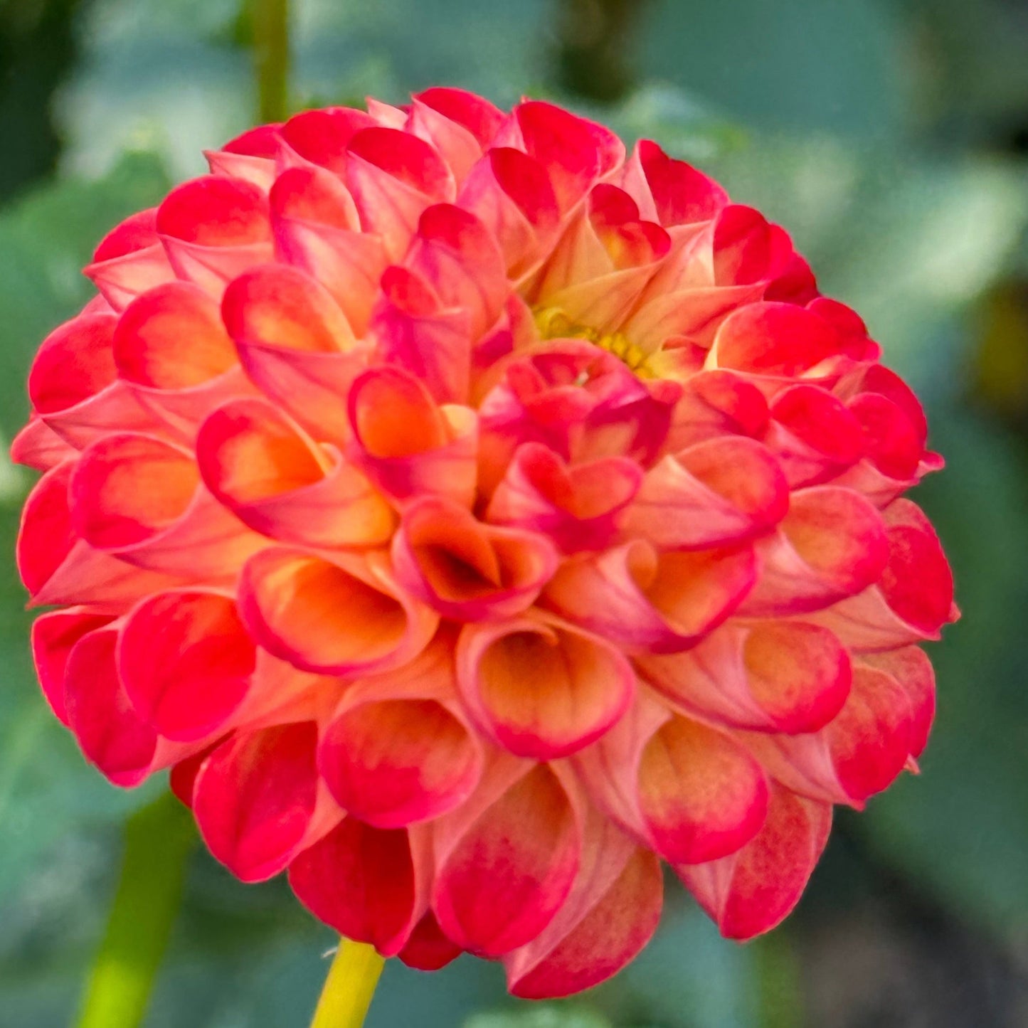 Irish Glow Dahlia