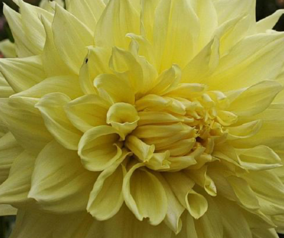 Wandas Moonlight Dahlia