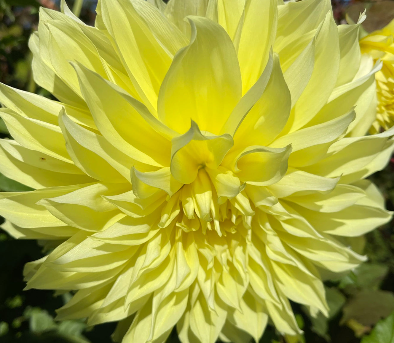 Wandas Moonlight Dahlia