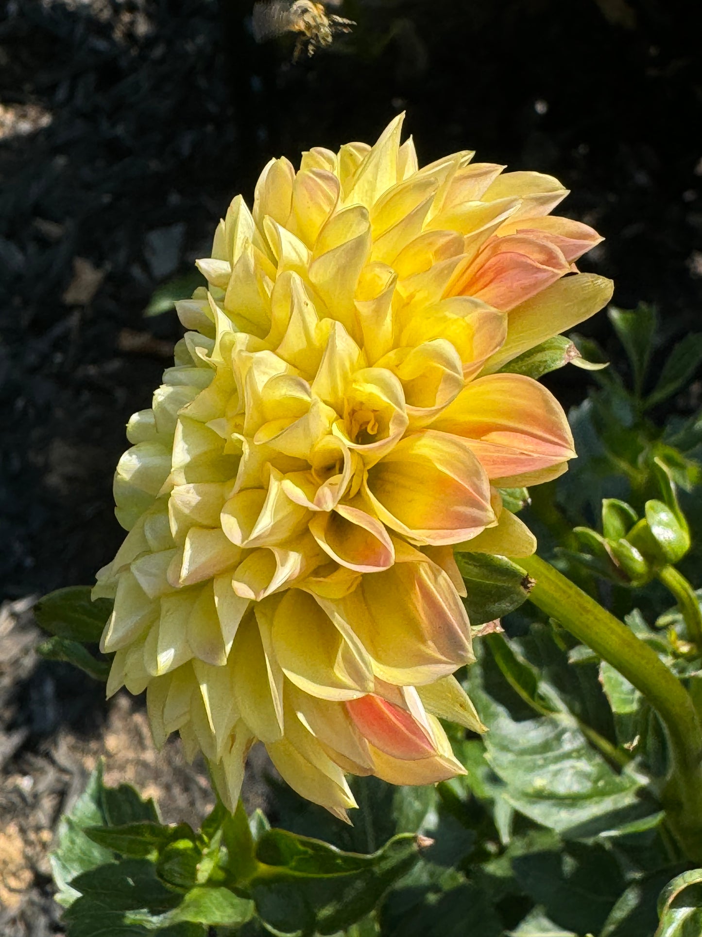 Happy Sunshine Dahlia