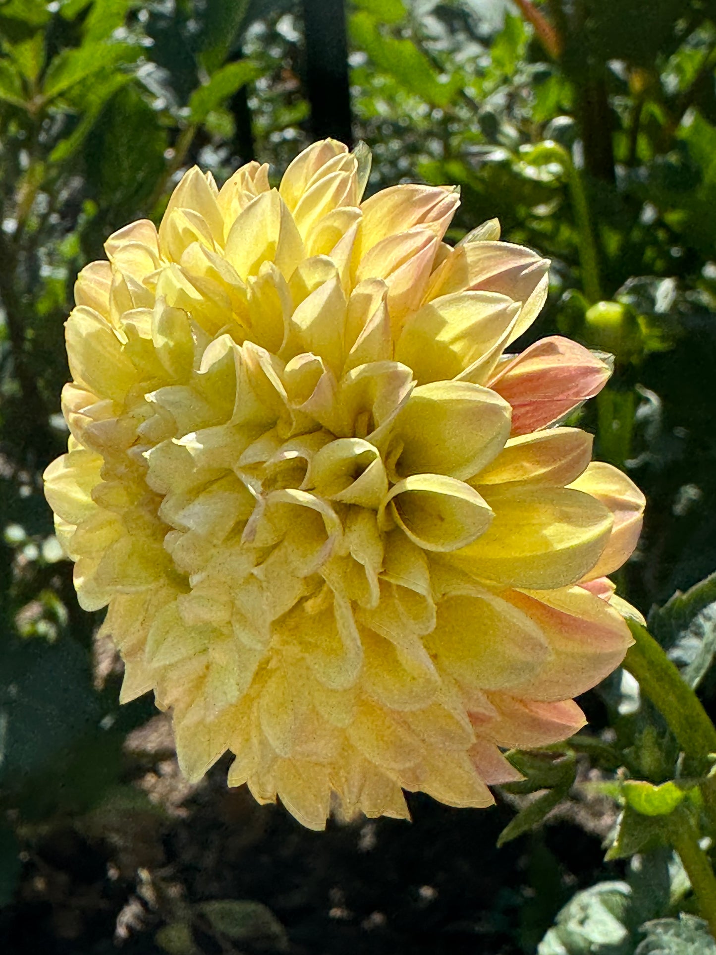 Happy Sunshine Dahlia