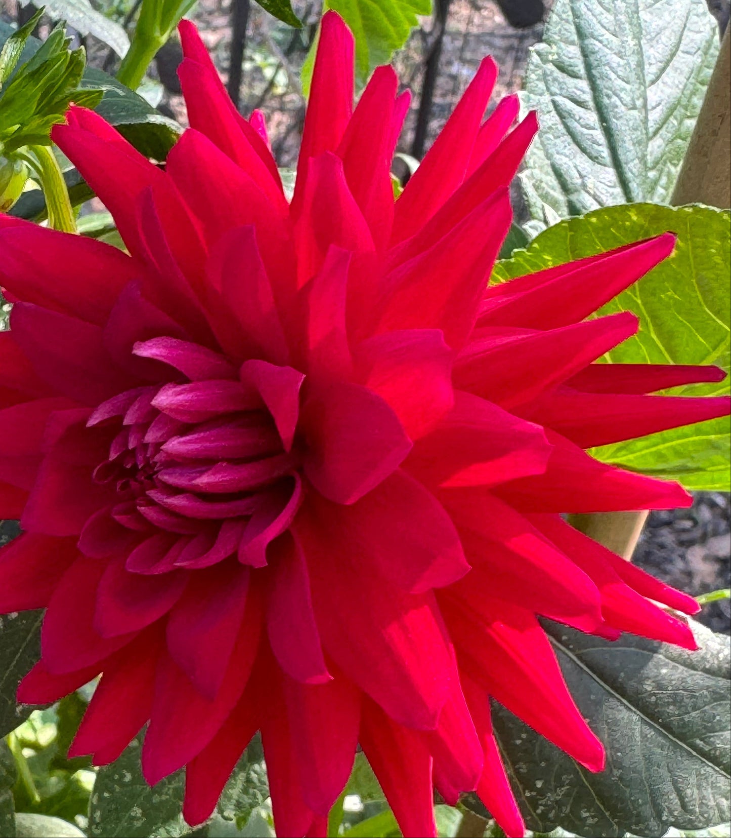 Lavaman Dahlia