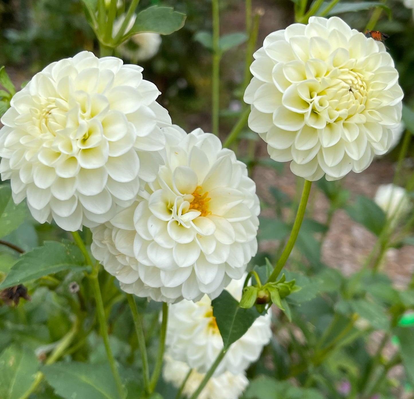 White Aster Dahlia