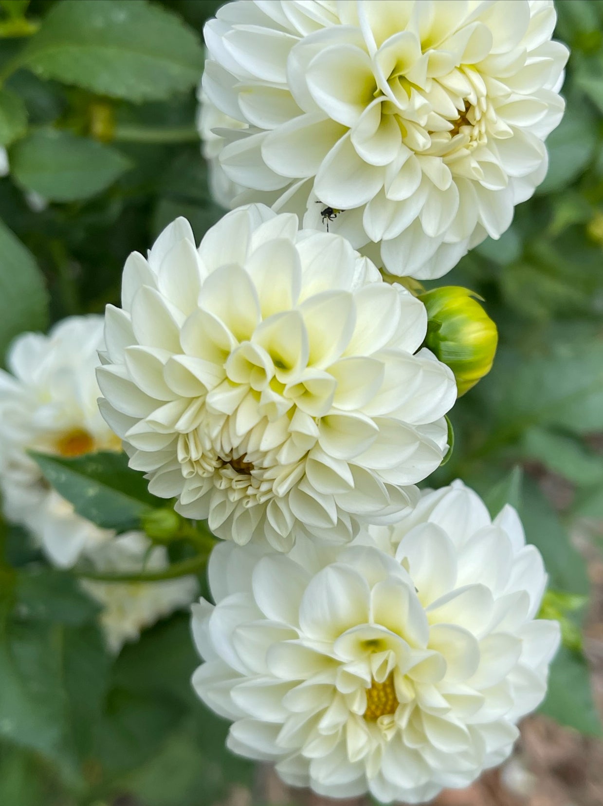 White Aster Dahlia