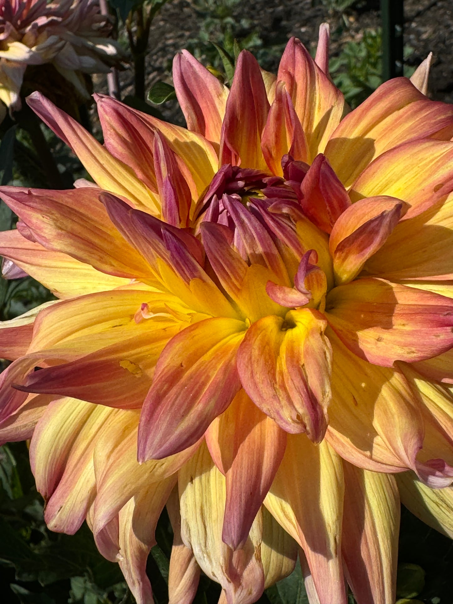 Bloomquist Paxton P Dahlia