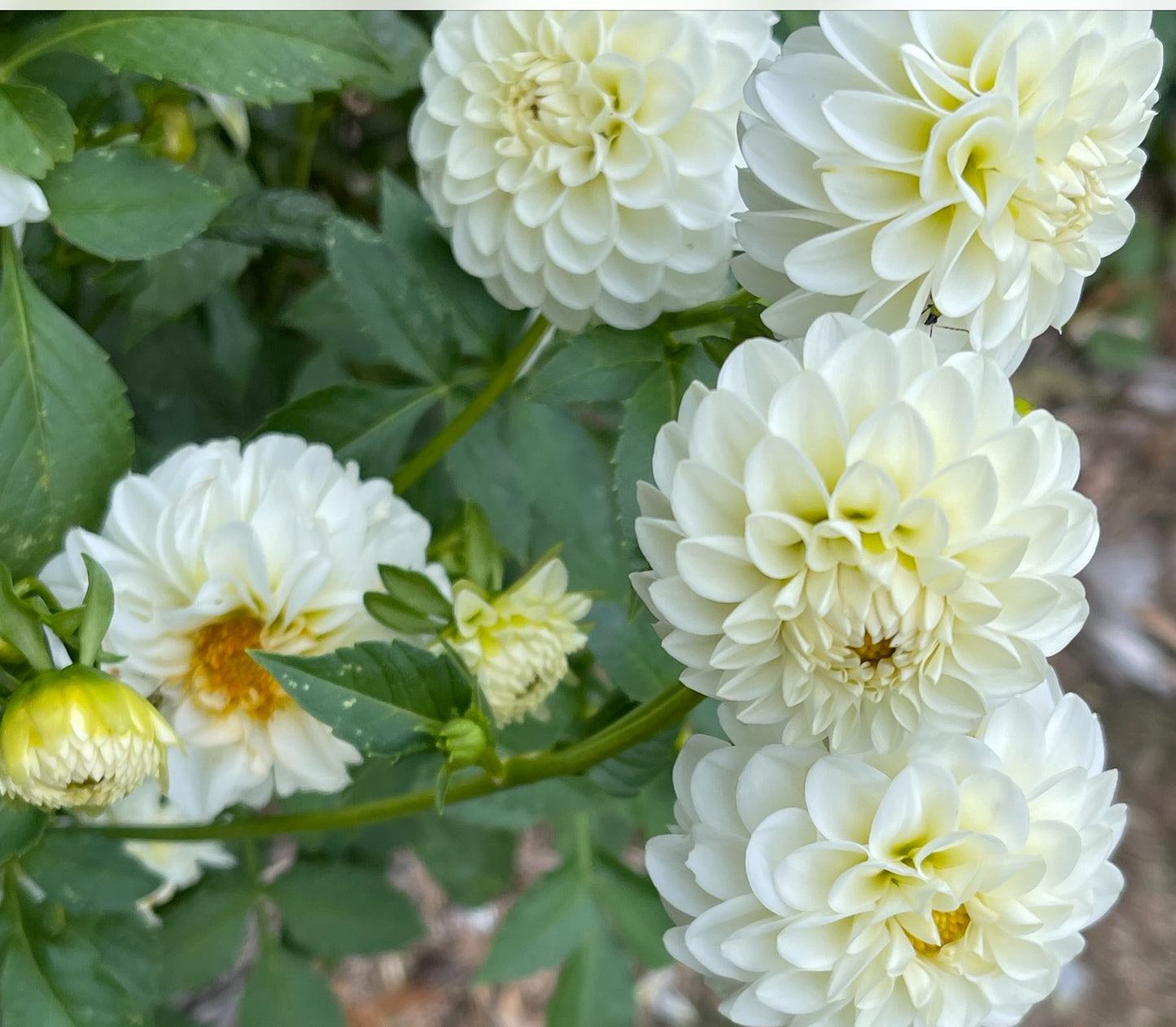 White Aster Dahlia