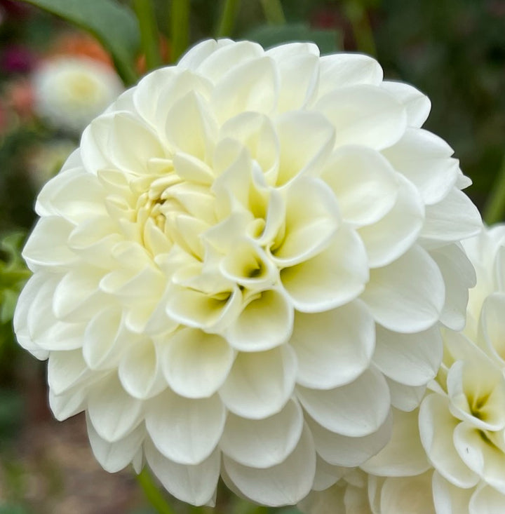 White Aster Dahlia