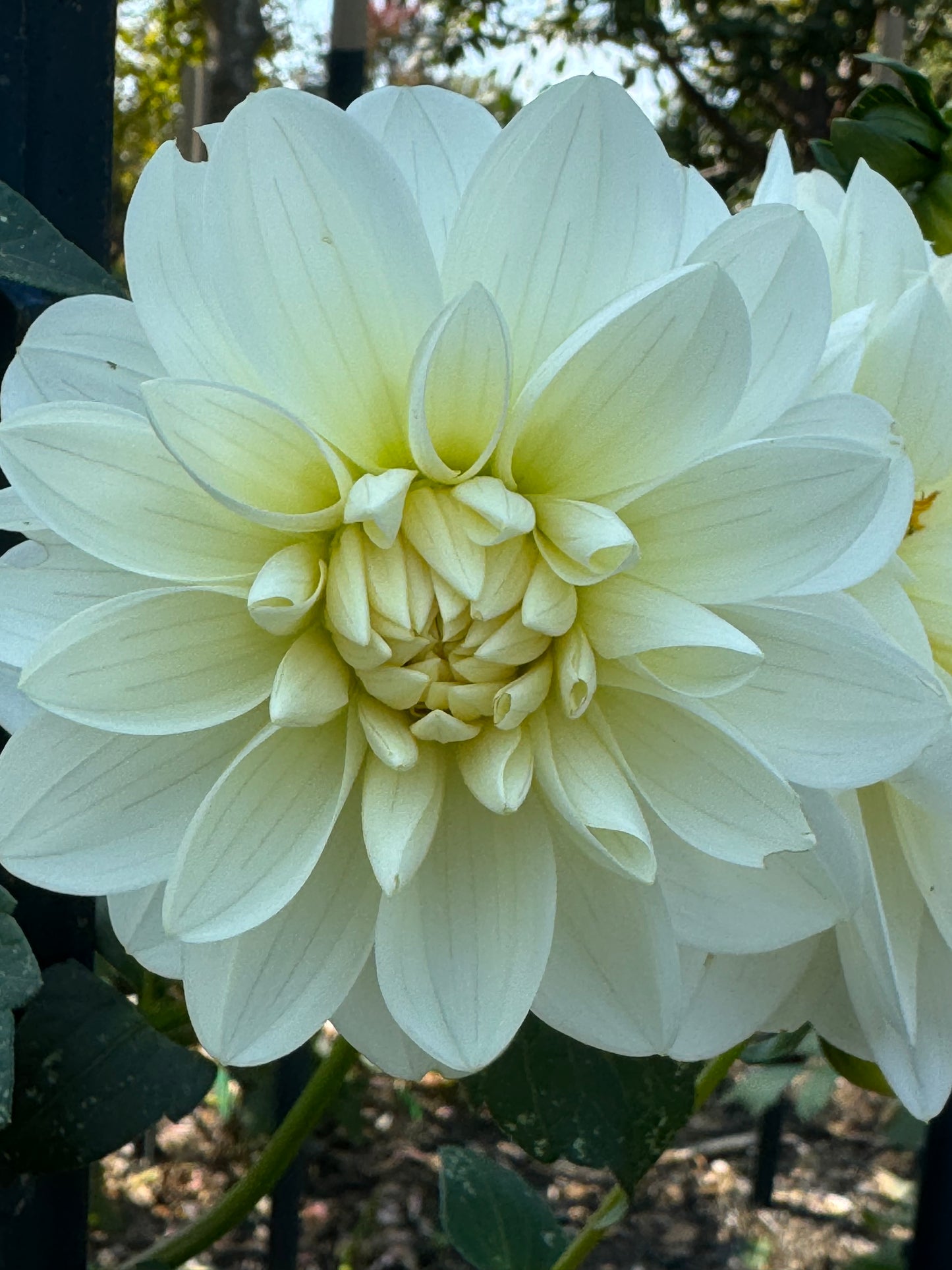 I Do Dahlia