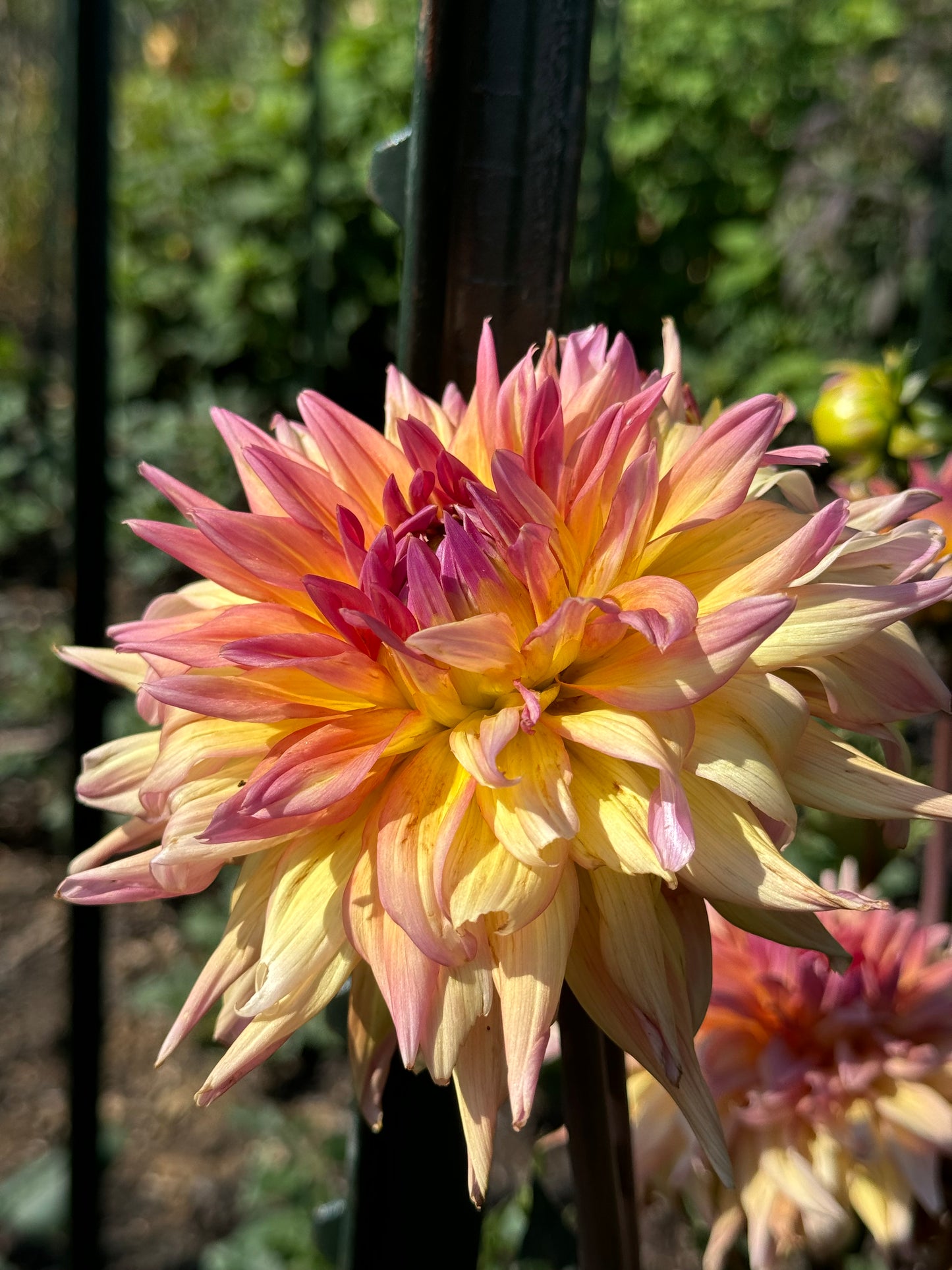 Bloomquist Paxton P Dahlia