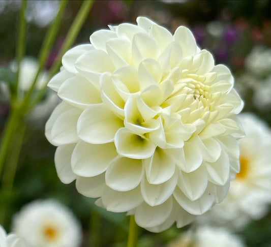 White Aster Dahlia