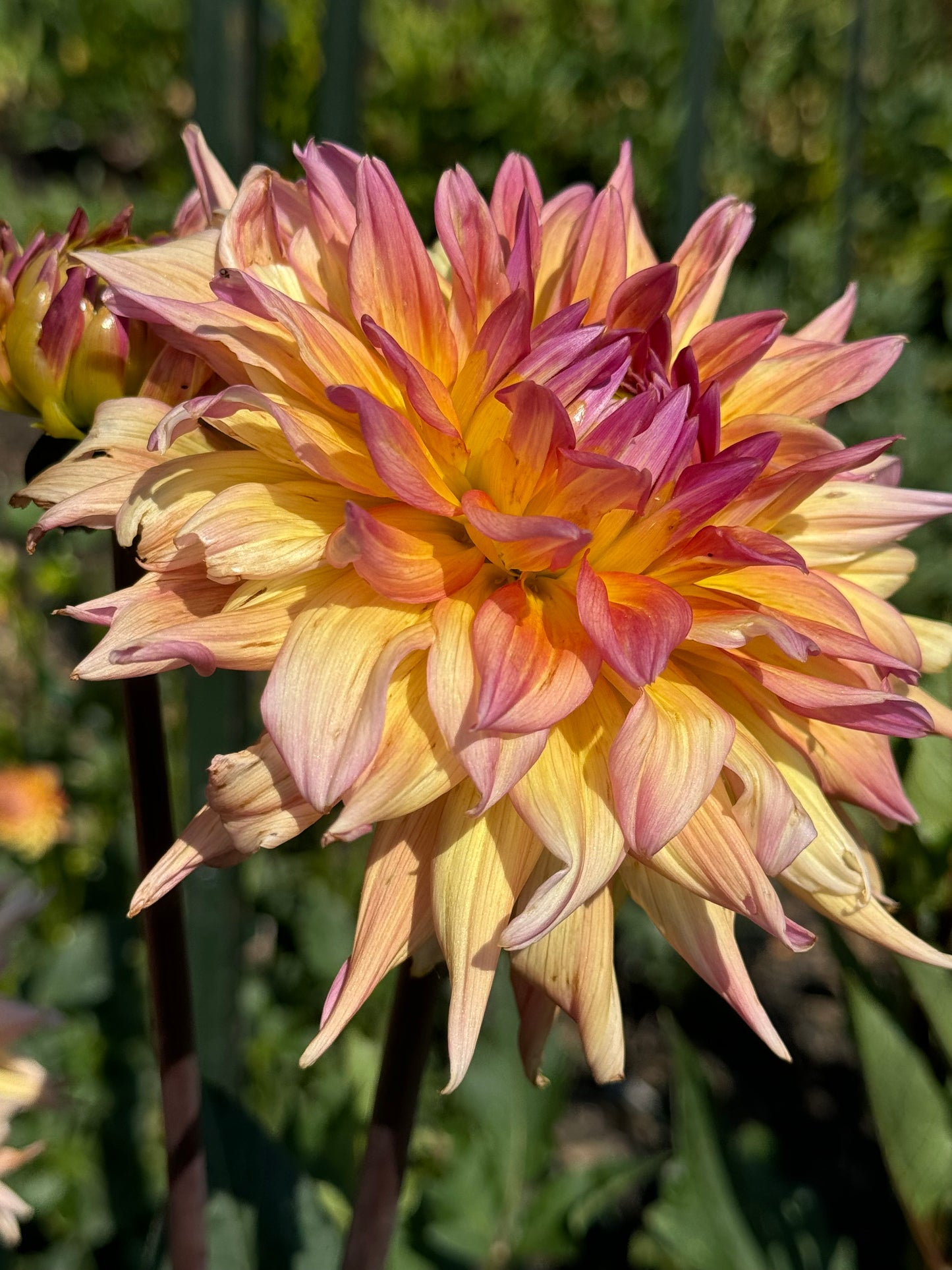 Bloomquist Paxton P Dahlia