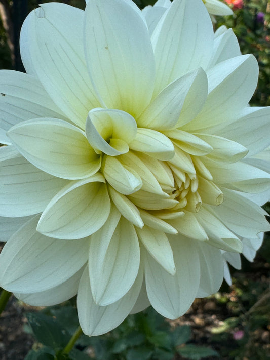 I Do Dahlia