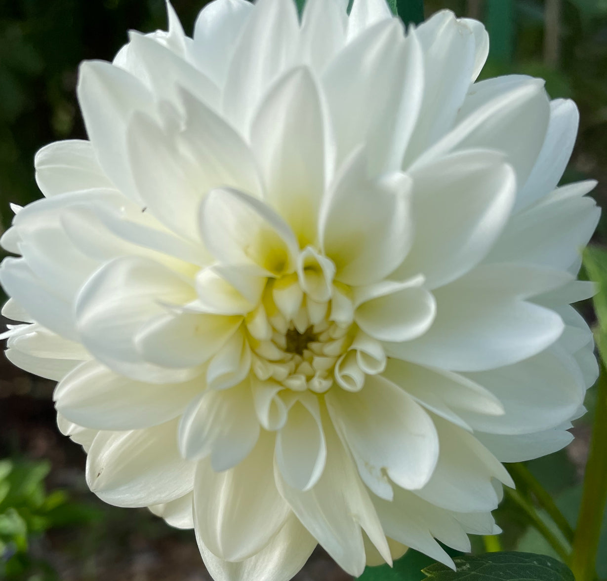 Caramel Antique Dahlia