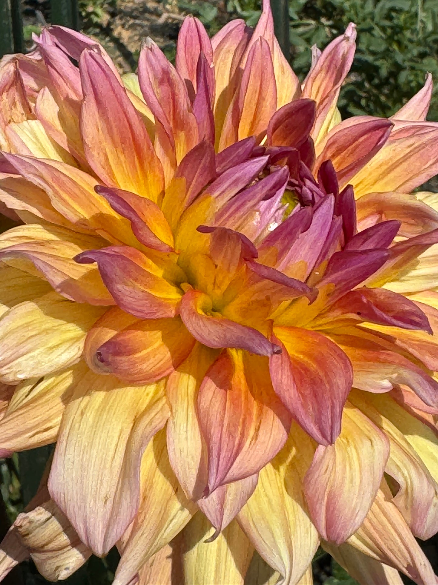 Bloomquist Paxton P Dahlia