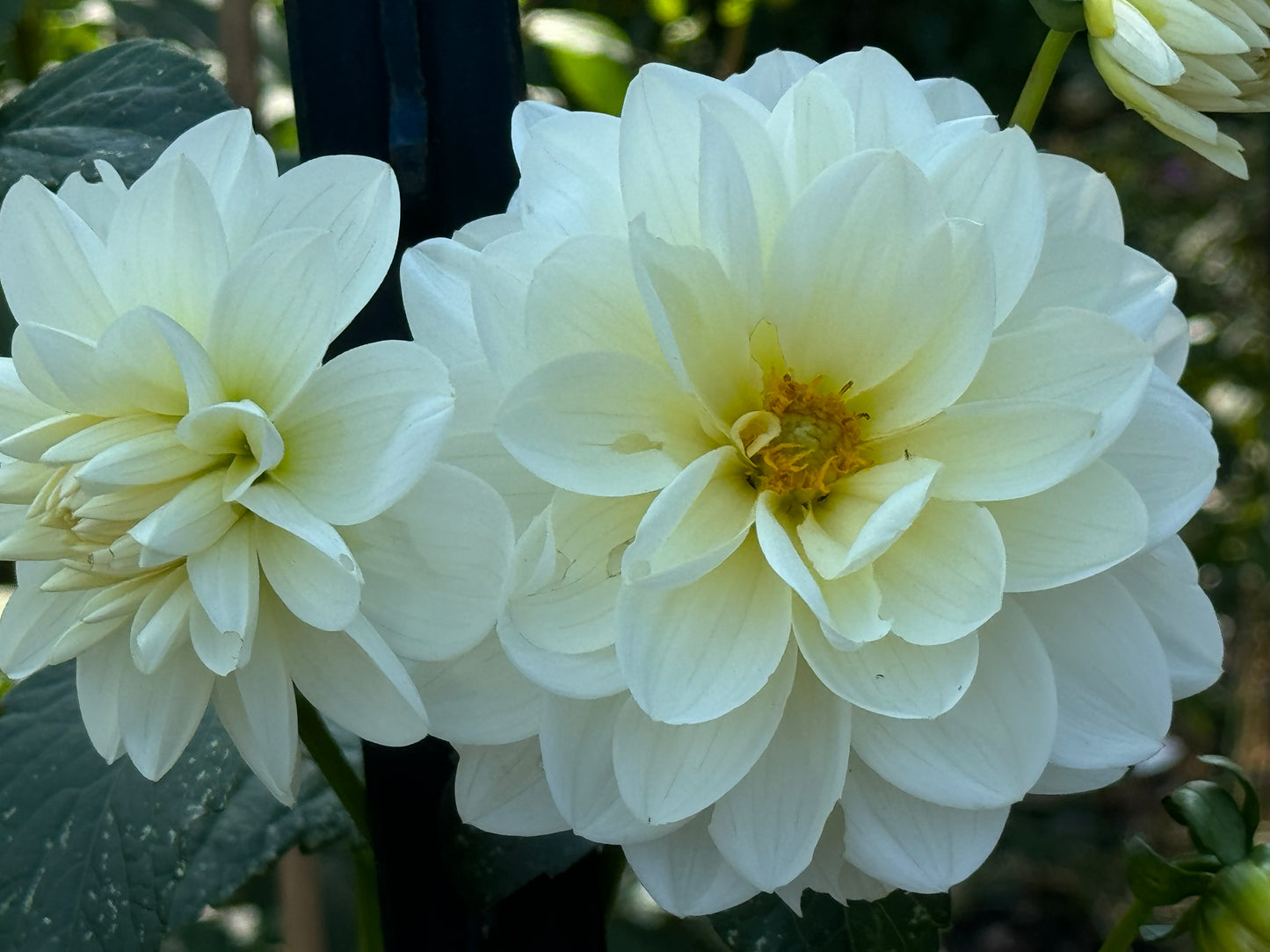 I Do Dahlia