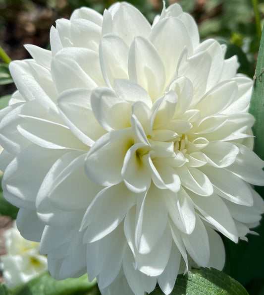 Caramel Antique Dahlia