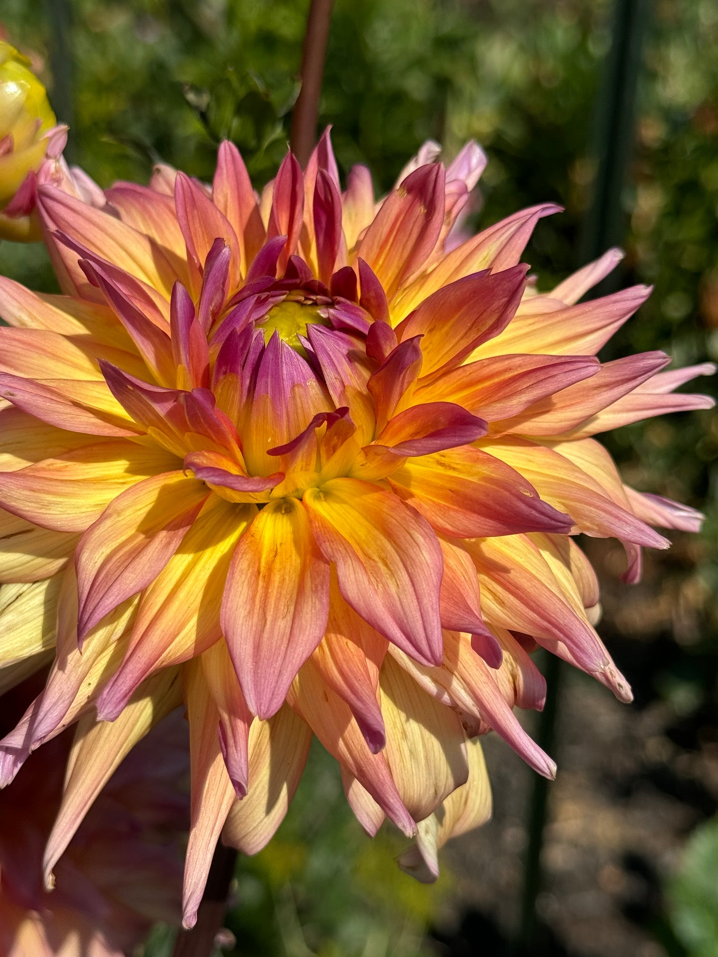 Bloomquist Paxton P Dahlia