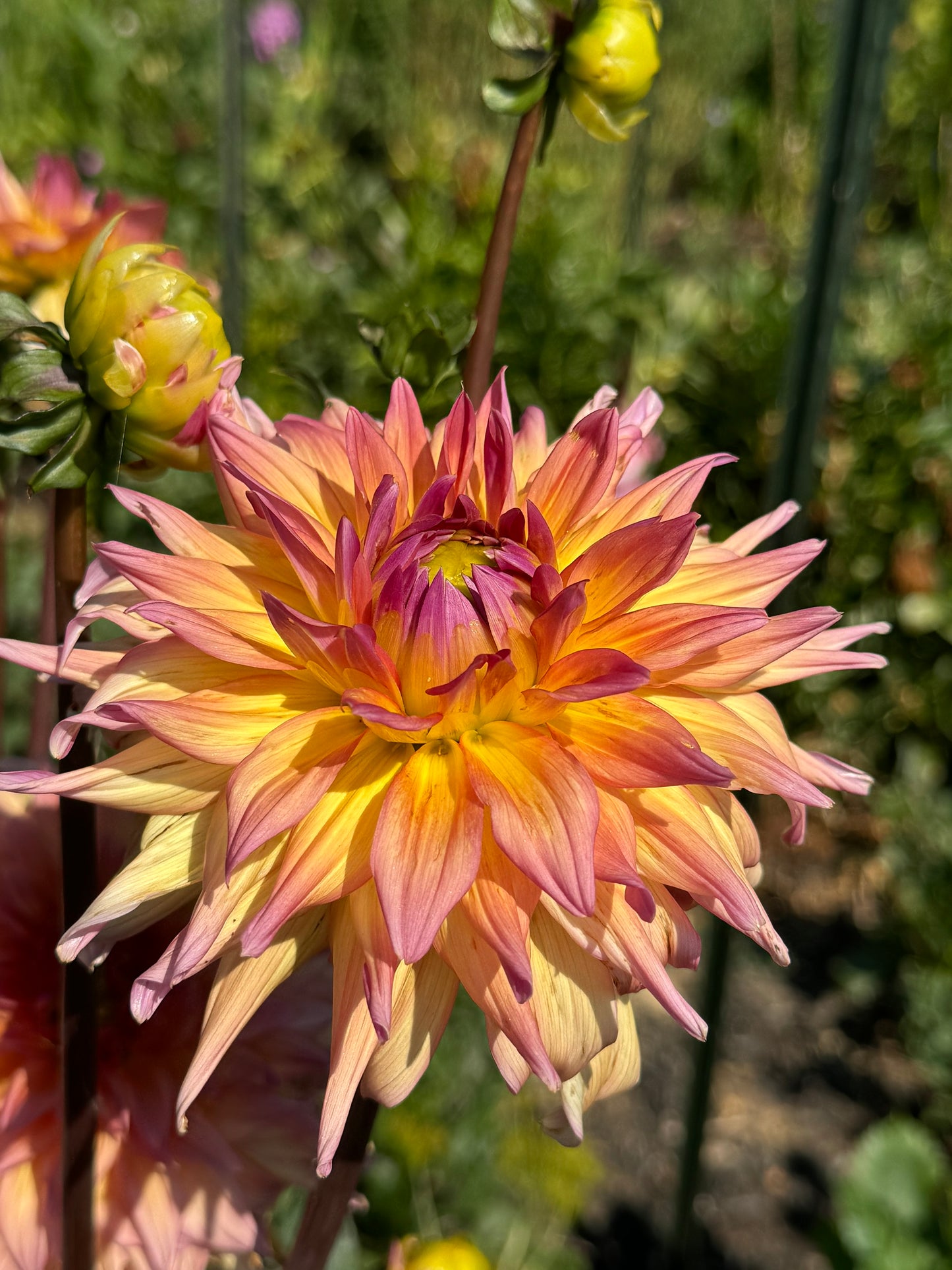 Bloomquist Paxton P Dahlia