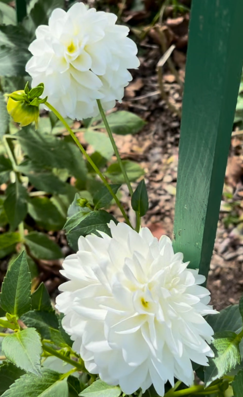 Caramel Antique Dahlia