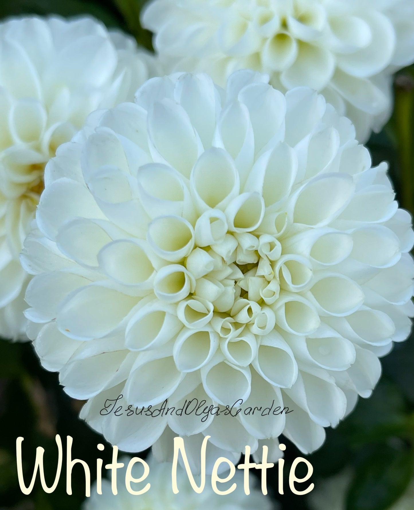 White Nettie Dahlia