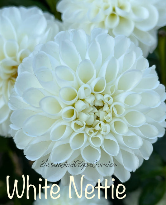 White Nettie Dahlia