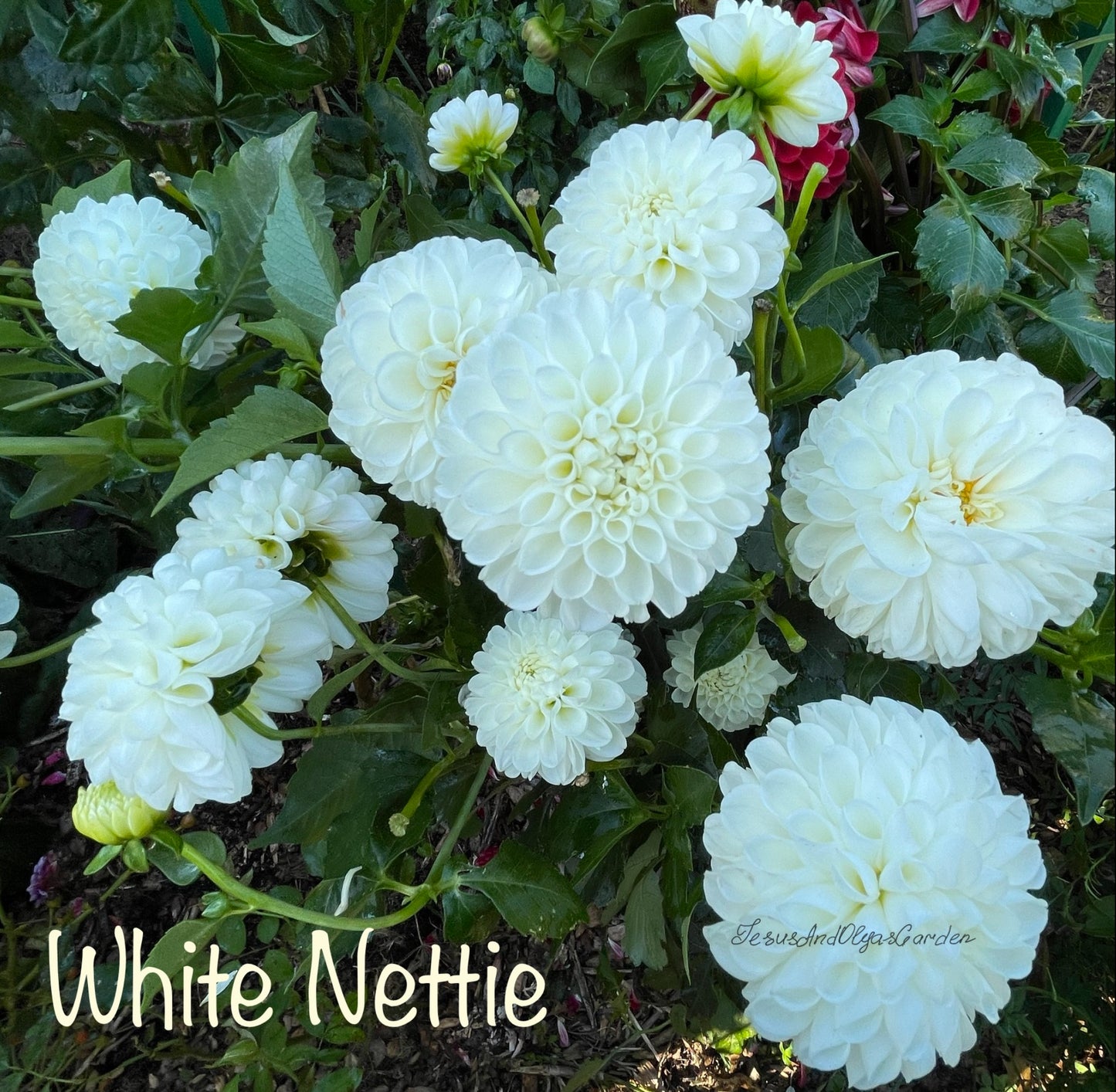 White Nettie Dahlia