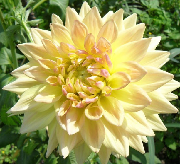 Windhaven Blush Dahlia