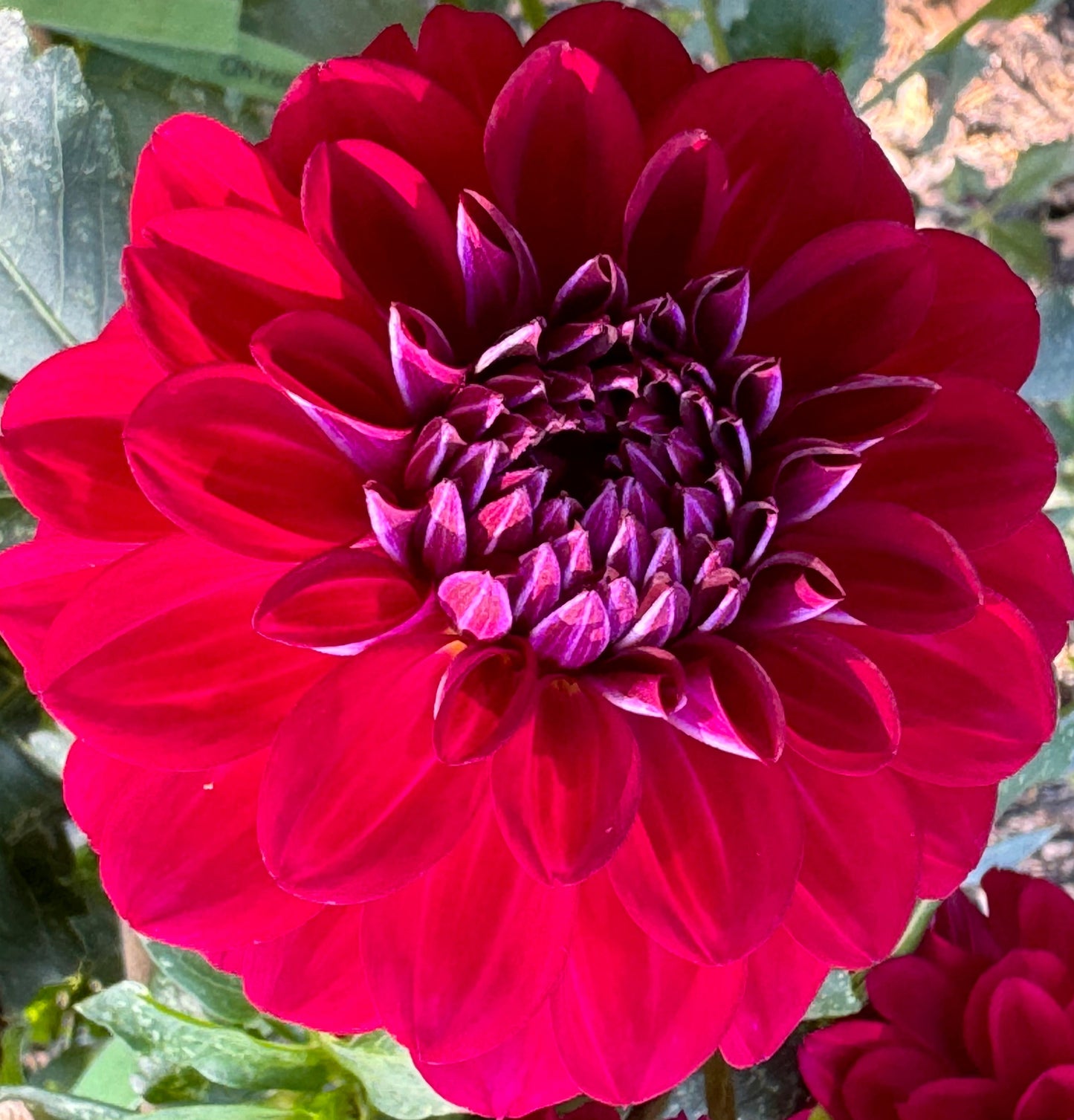 Juliana Dahlia