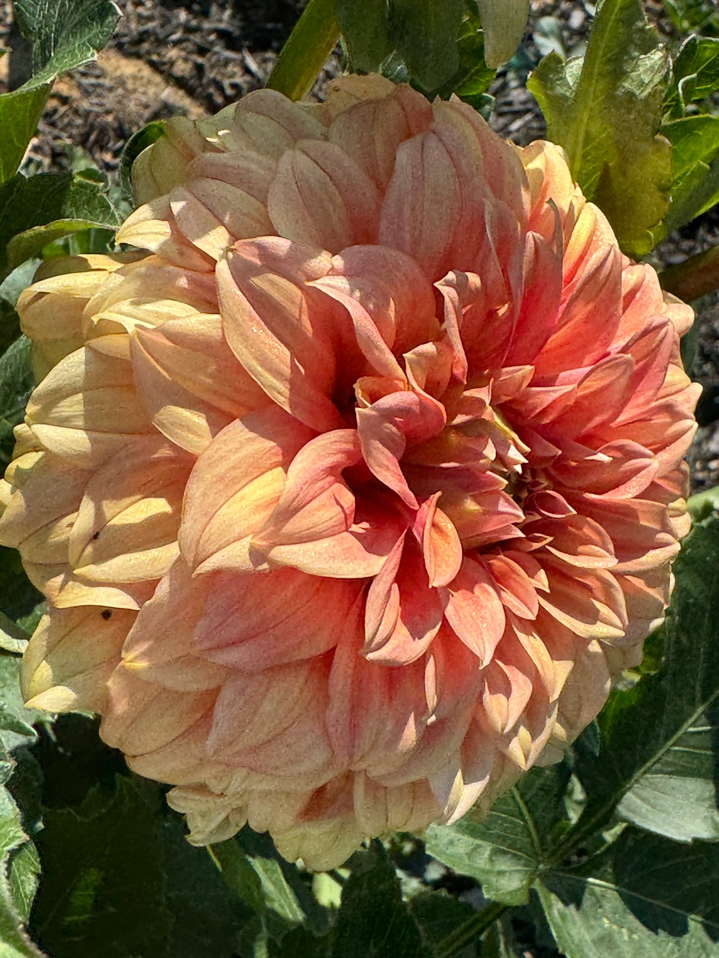 Bracken Palomino Dahlia