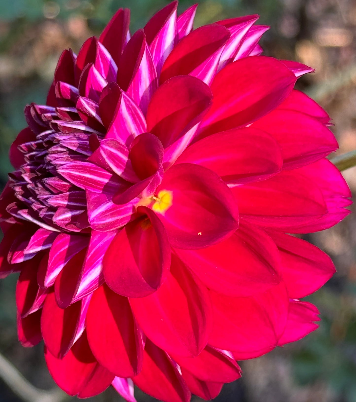 Juliana Dahlia