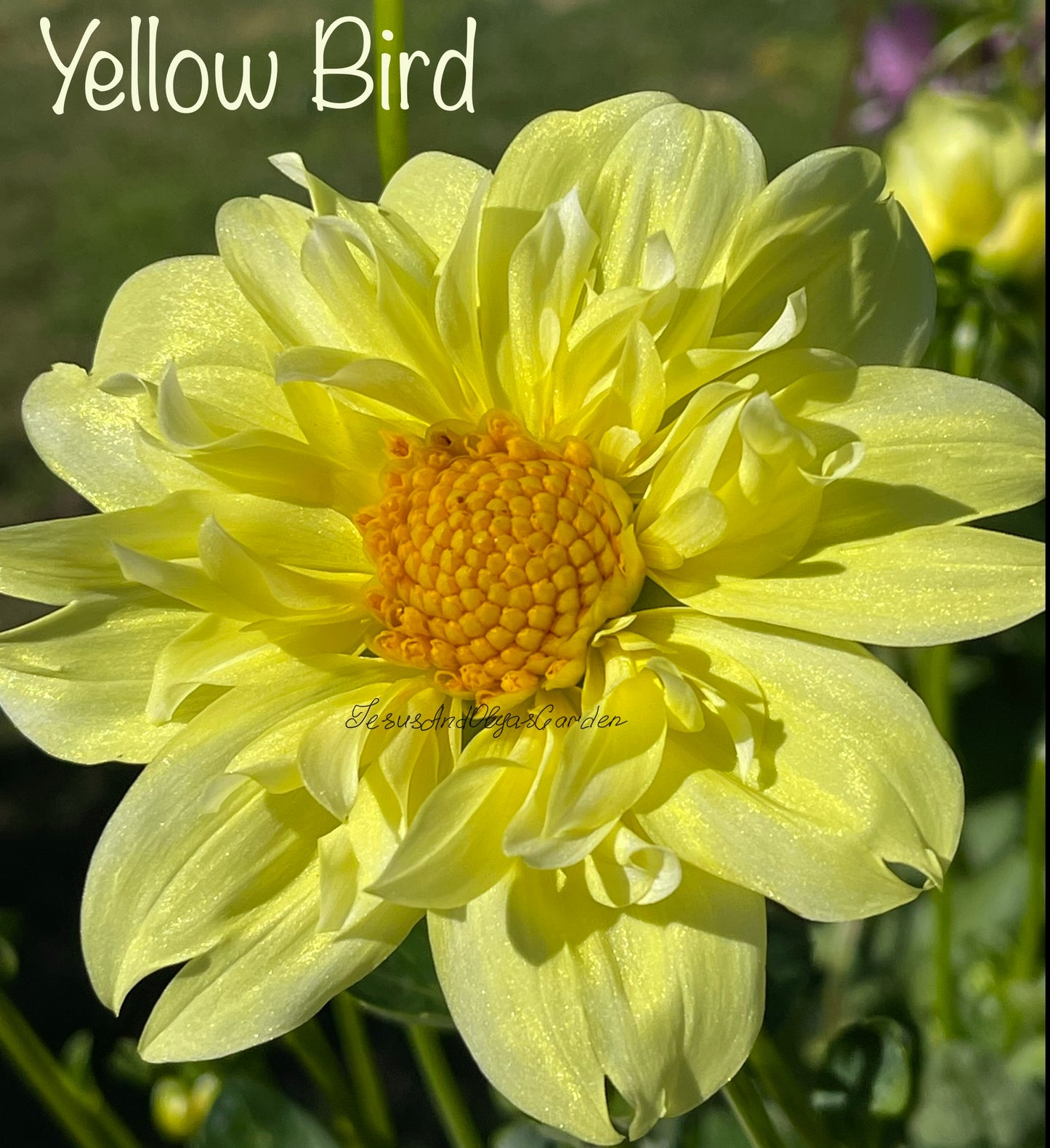 Yellow Bird Dahlia