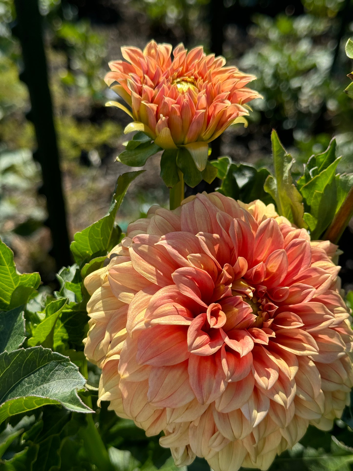 Bracken Palomino Dahlia