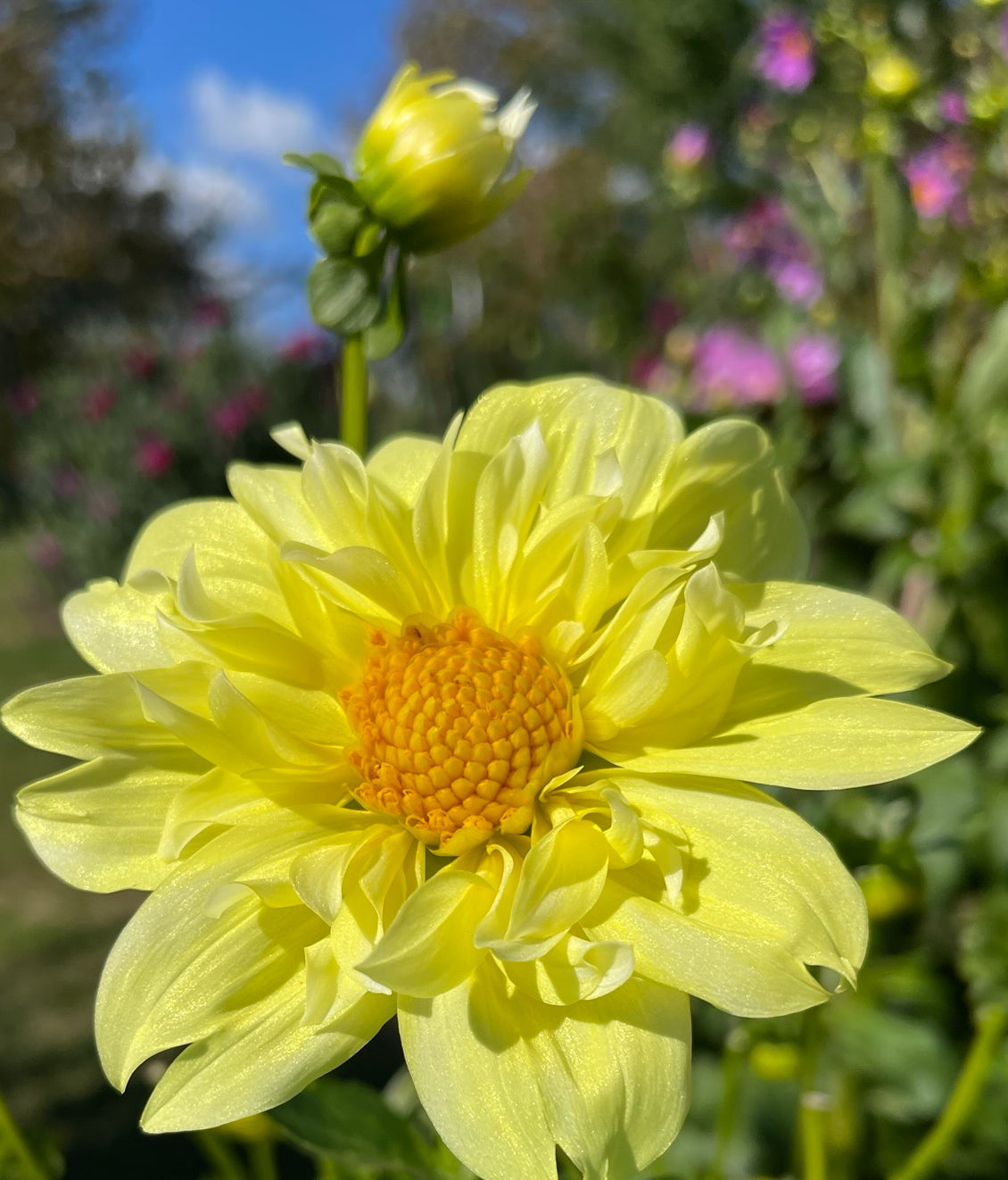 Yellow Bird Dahlia