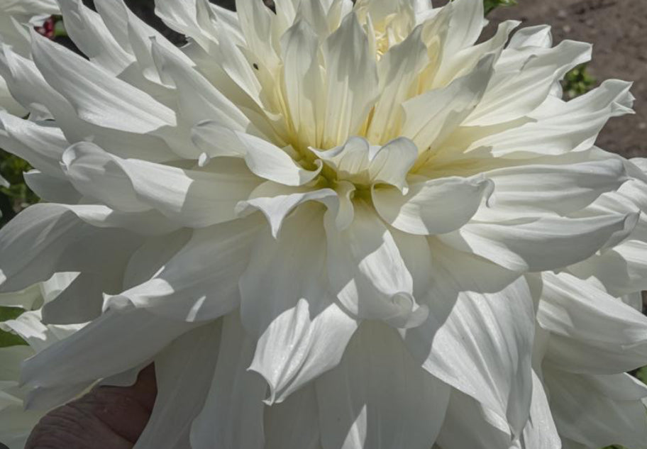 Yuukyu Dahlia