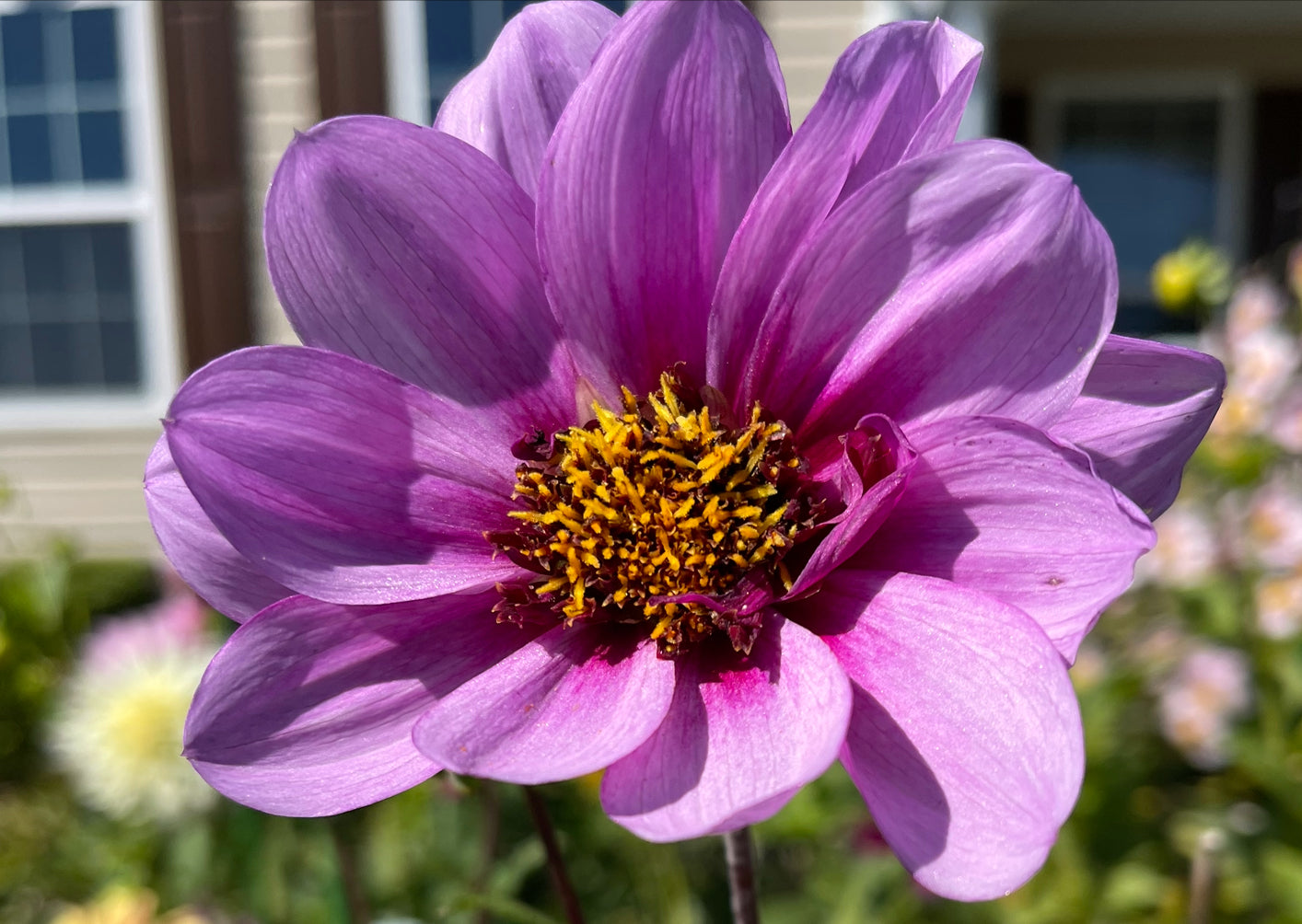 Blue Bayou dahlia