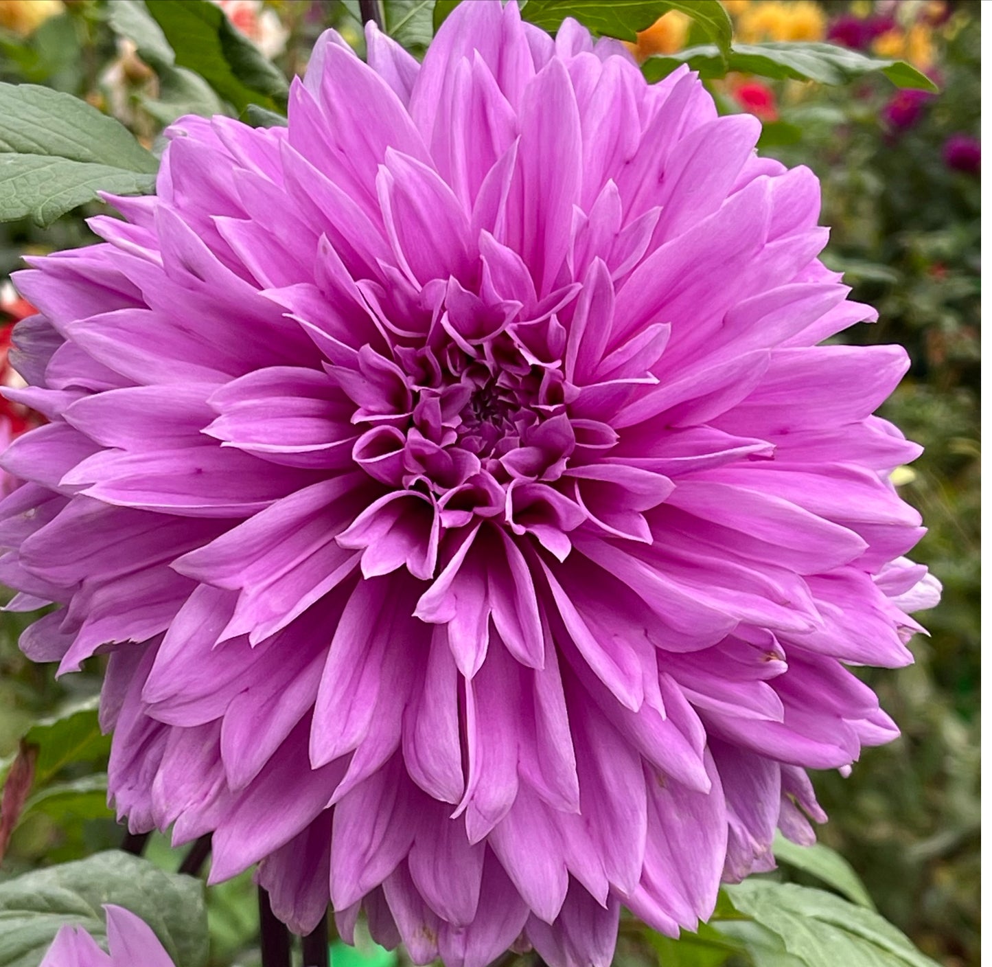 Bluetiful Dahlia