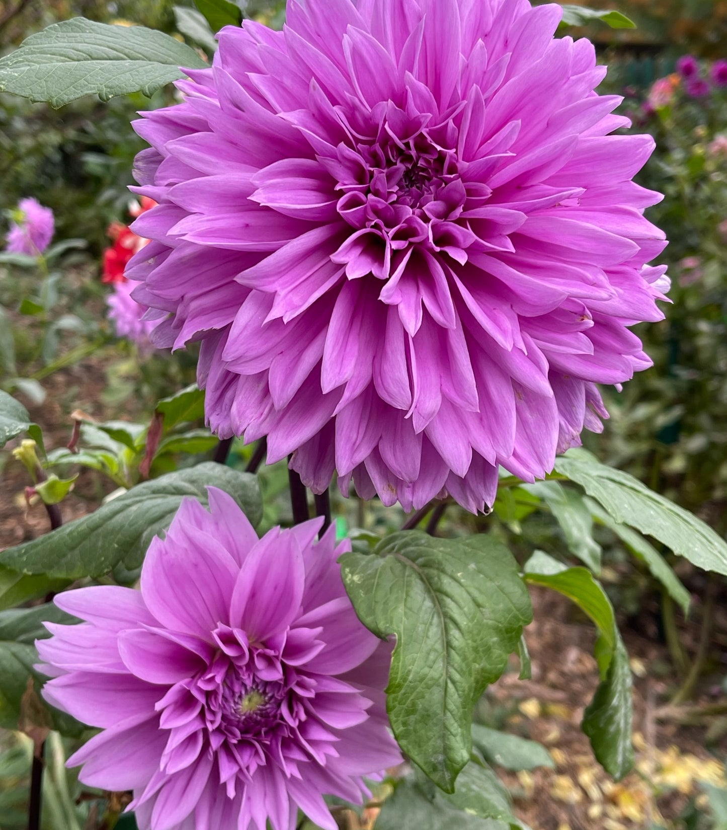 Bluetiful Dahlia