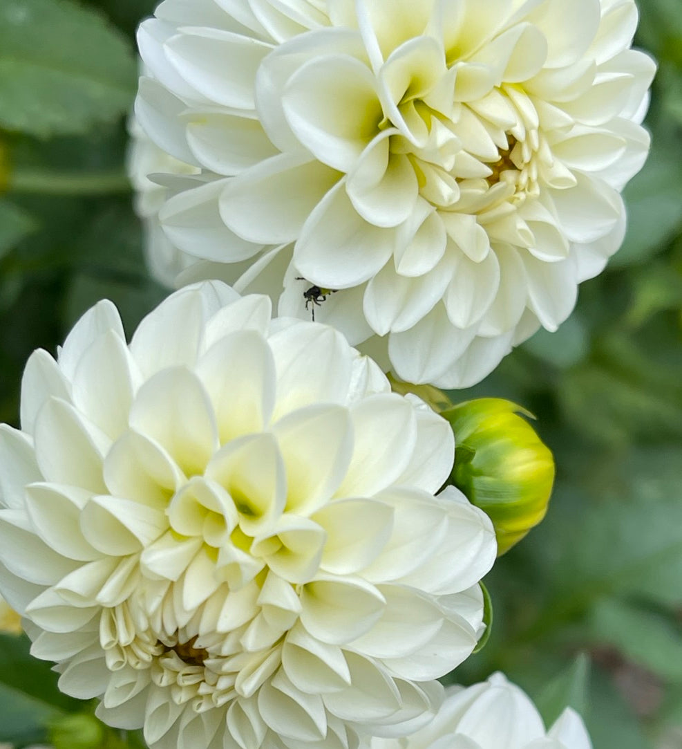 Boom Boom White Dahlia