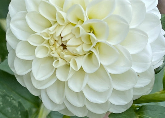 Boom Boom White Dahlia