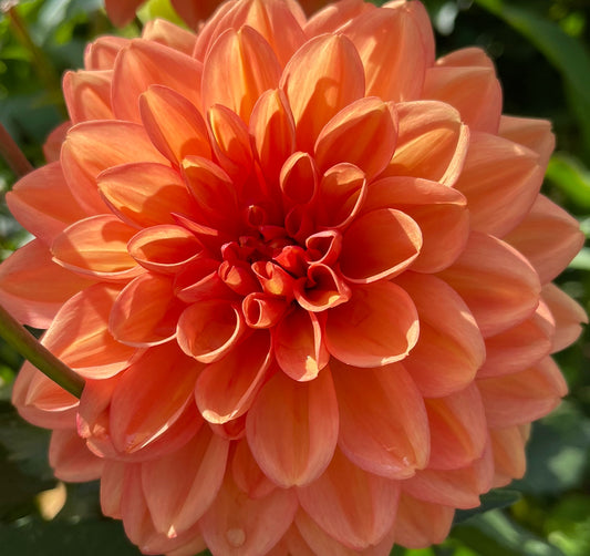 Camano Buz Dahlia